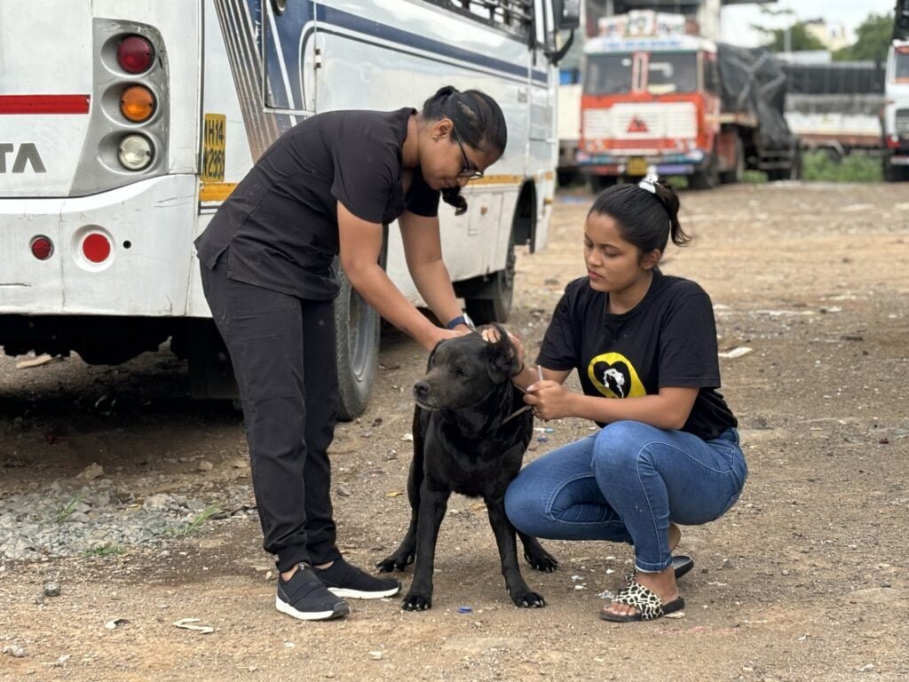 Animal vaccination