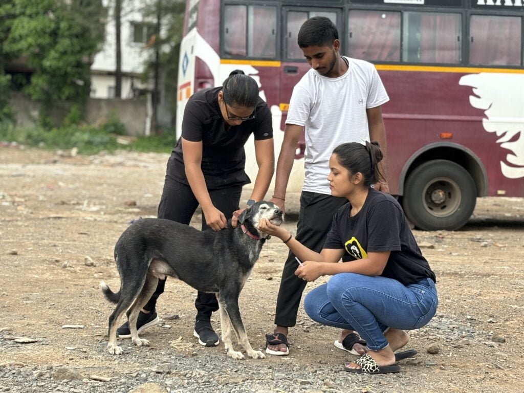 Stray dog vaccination