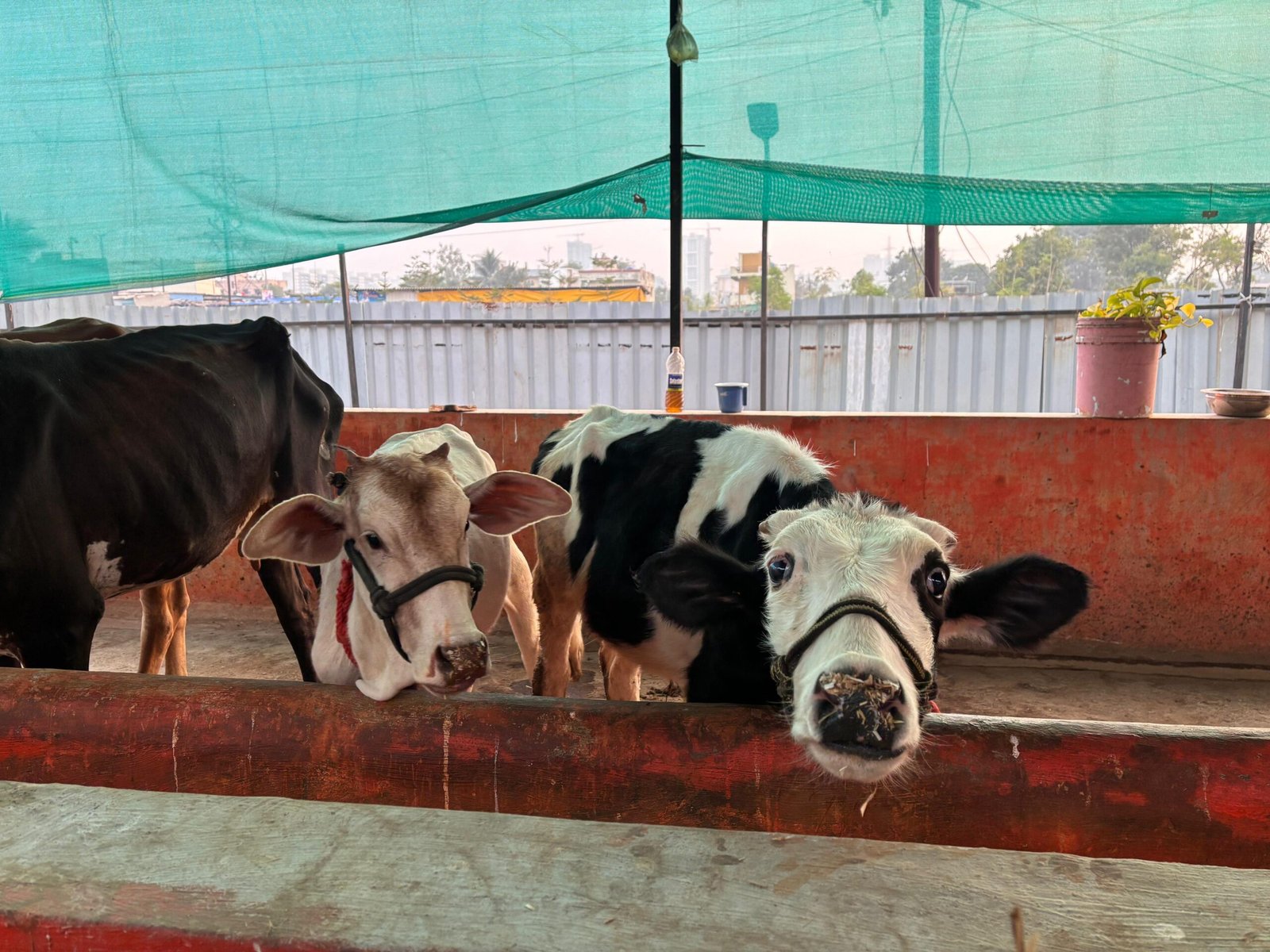 Animal care